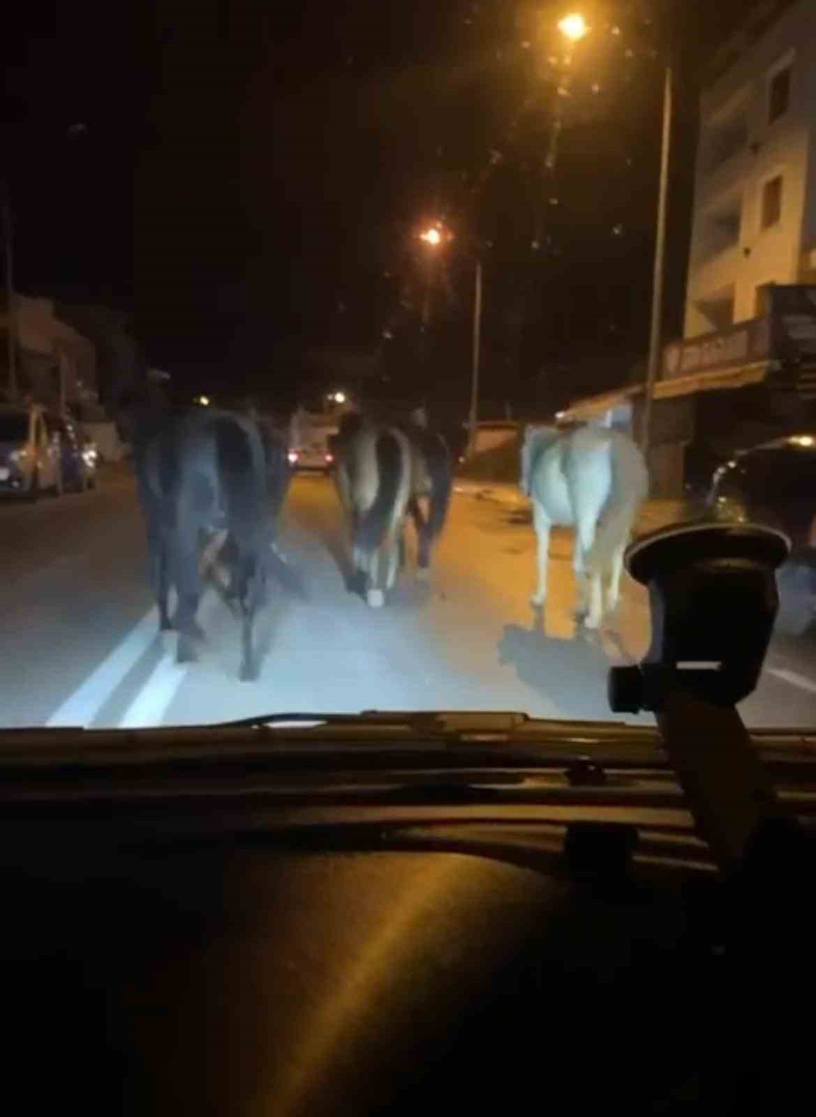 Bursa’da başıboş atlar trafiği zora soktu