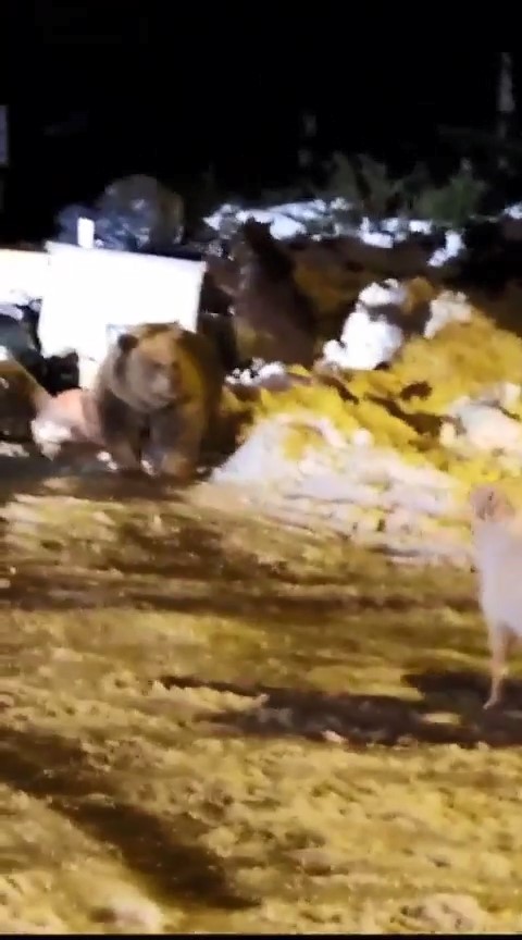 Uludağ’ın ‘Uyuyamayan’ ayı ailesi kendilerini rahatsız eden köpeğe saldırdı