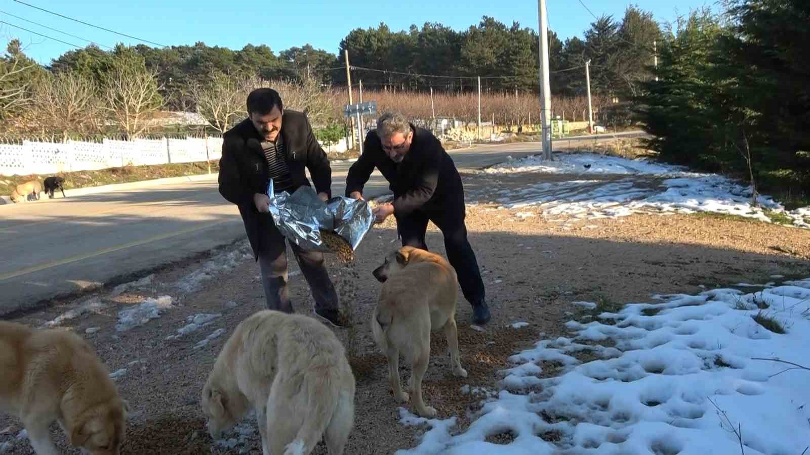 (Özel) Uludağ’da zorlu kış şartlarına direnen hayvanlara din görevlileri sahip çıktı