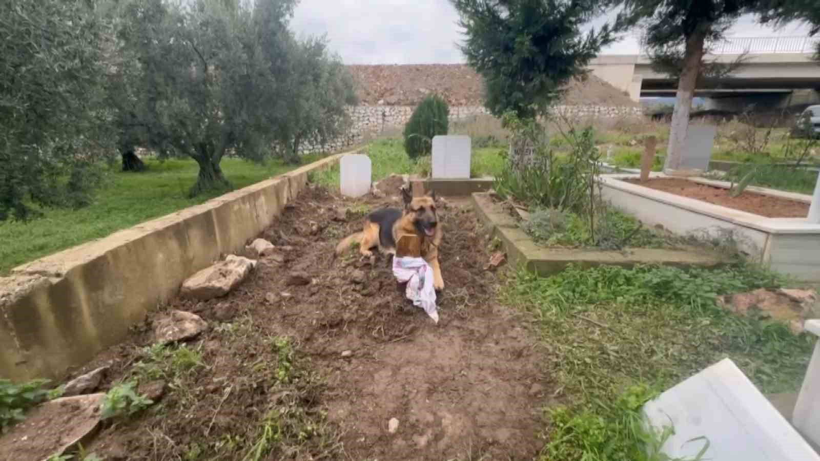 (Özel) Evladı gibi baktığı köpeği 52 gündür mezarından ayrılmıyor