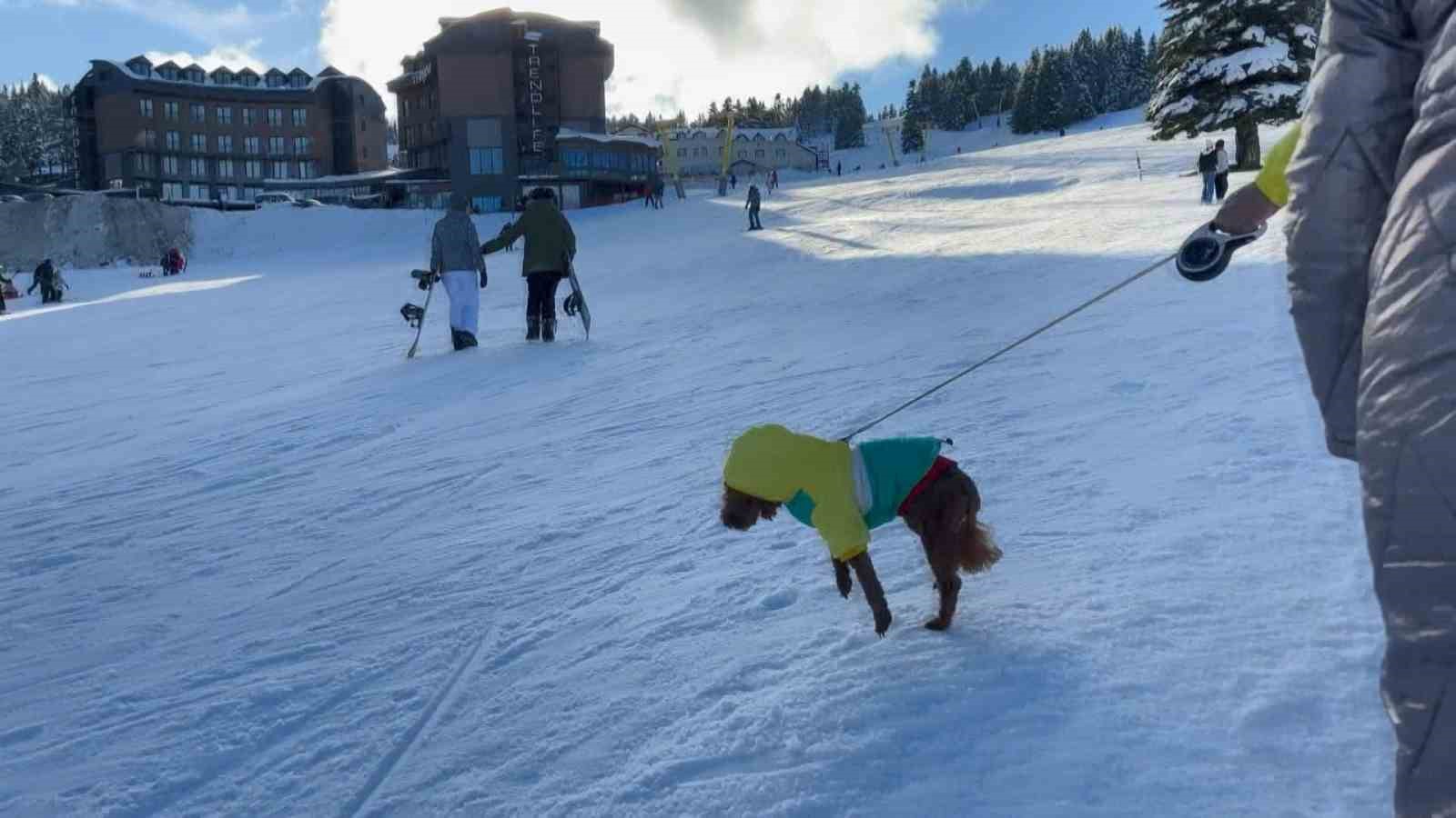 (Özel) Profesyonel kayakçı ve köpeğin çarpışması kameraya böyle yansıdı