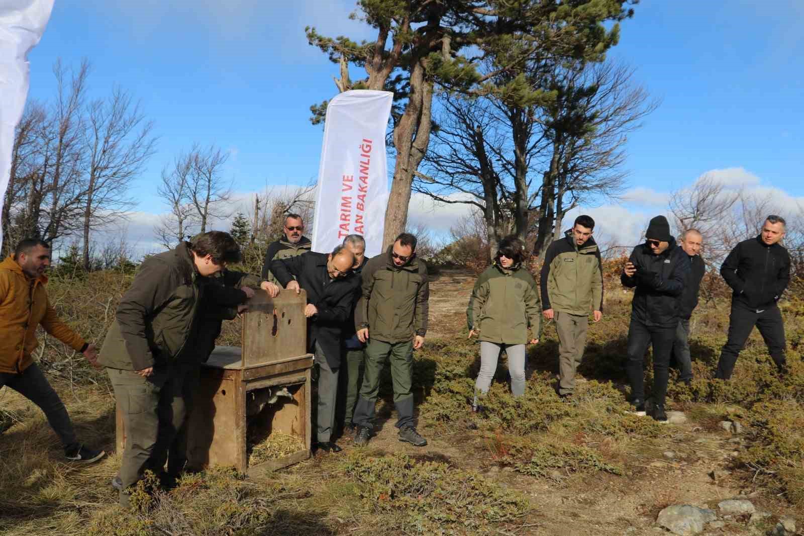 Göç yolculuğu yarım kalan Kızıl Akbaba Uludağ’ın zirvesinden doğaya salındı