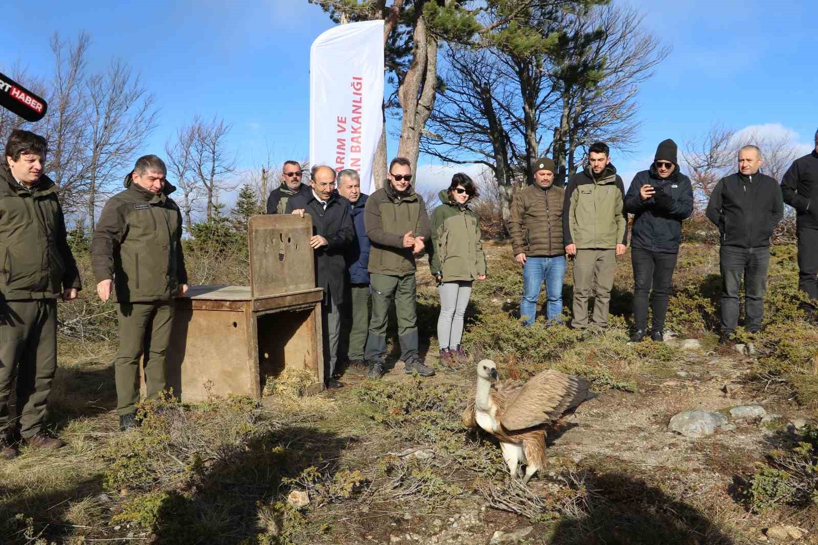 Göç yolculuğu yarım kalan Kızıl Akbaba Uludağ’ın zirvesinden doğaya salındı