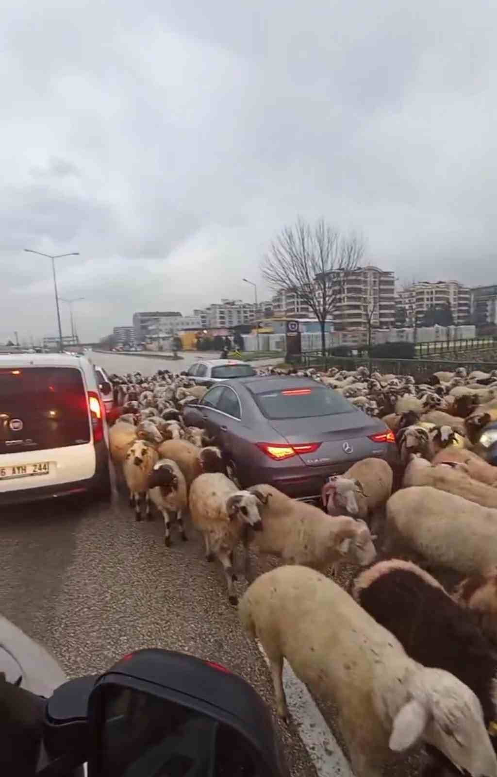Bursa’da koyun sürüsü çevre yoluna çıktı, trafikte uzun kuyruklar oluştu