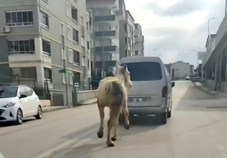 Bursa’da tepki çeken görüntü: Atı aracın arkasına bağlayıp koşturdu