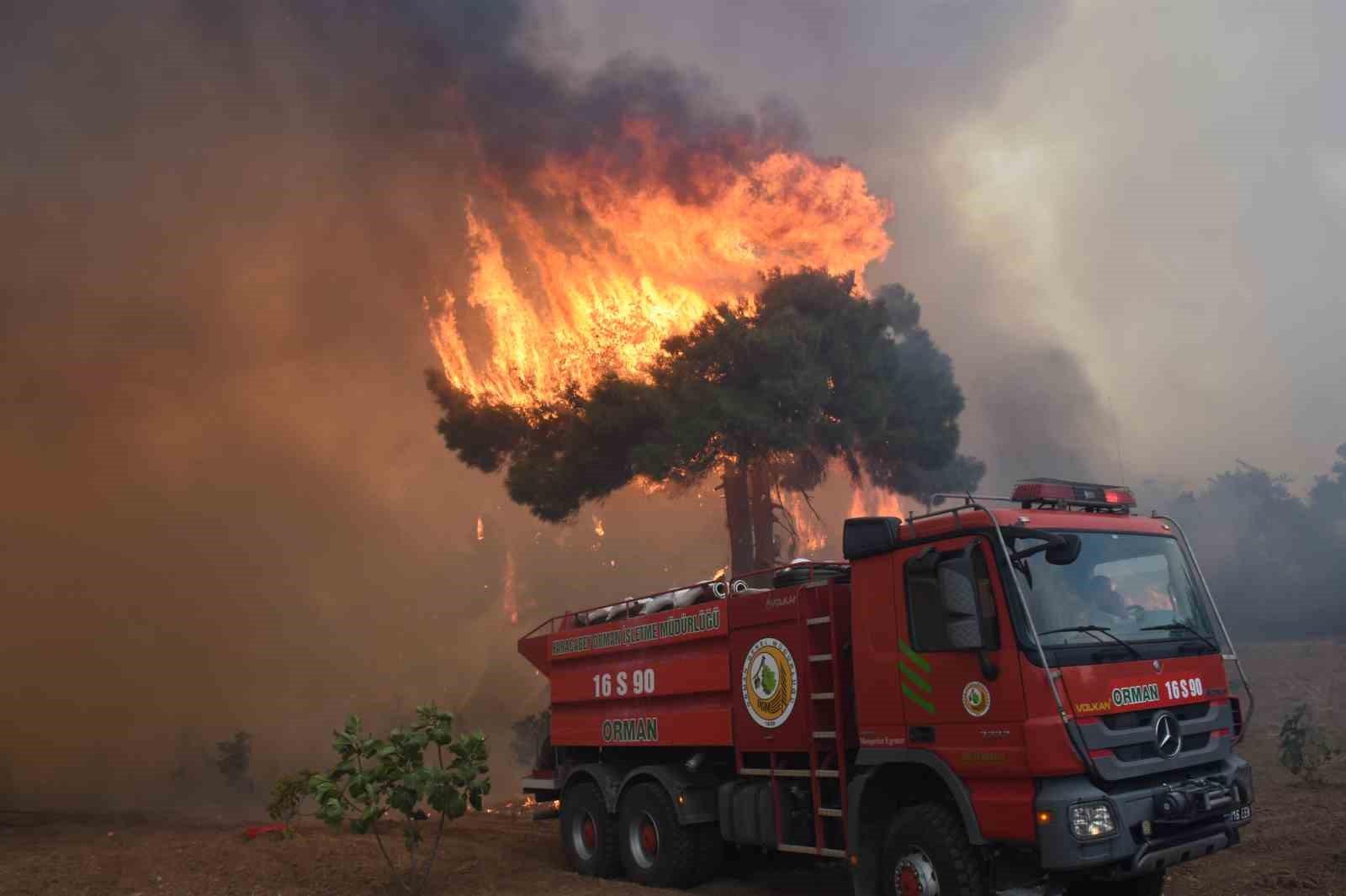 Bursa’da yanan ormanların yerine 48 bin fidan dikildi