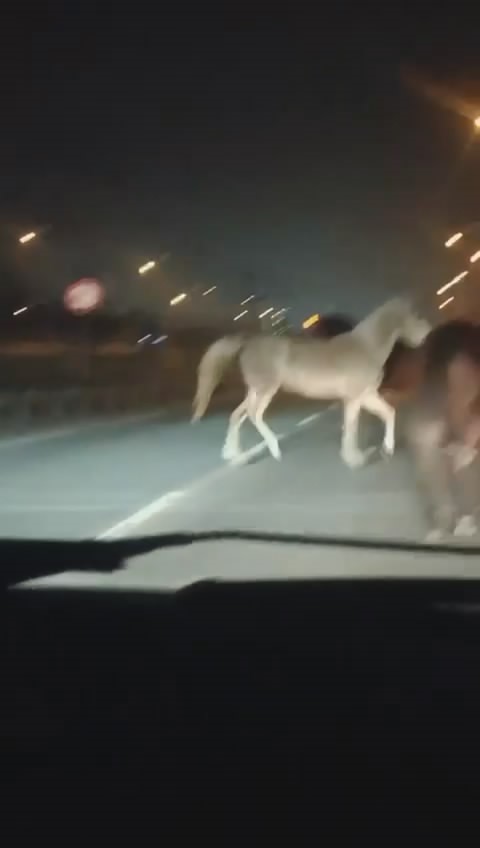 Bursa’da başıboş atlar tehlike saçtı