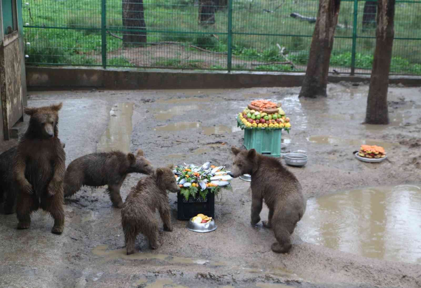 Yavru ayılara doğum günü sürprizi