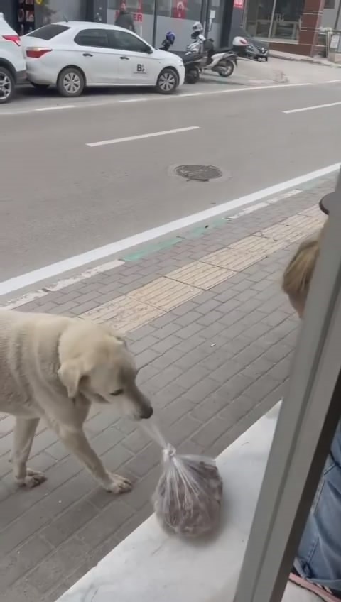 Her gün dükkana gelen köpeği besleyen esnaf yüzleri gülümsetti