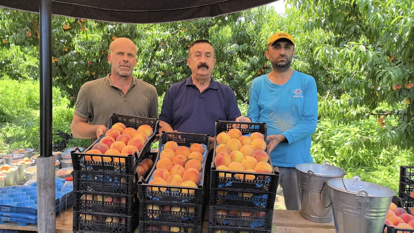 Tescilli Bursa şeftalisi hasadı başladı