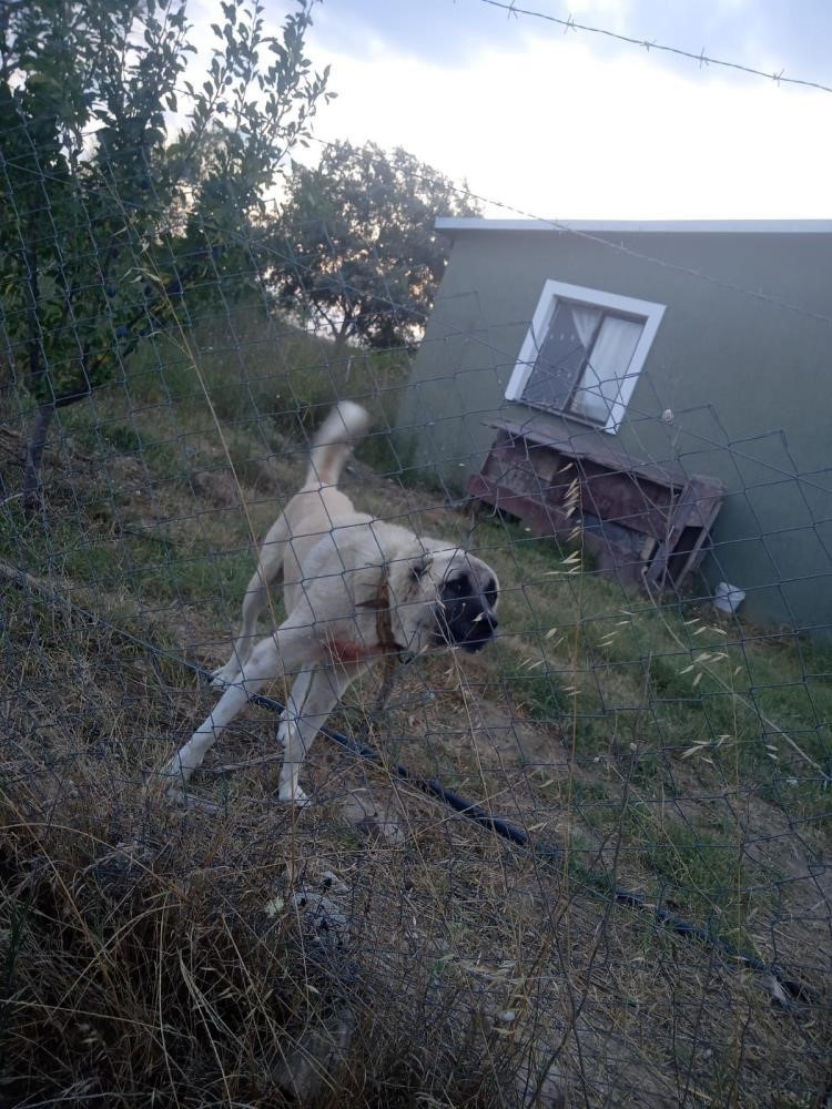 Vatandaşı parçalayan Kangal köpeğinin sahibi gözaltına alındı