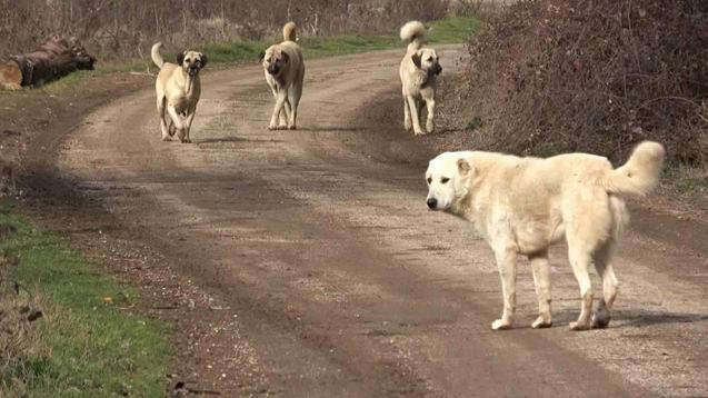 Sahipsiz köpek düzenlemesi TBMM'den geçerek yasalaştı! Belediye Başkanlarına ceza!